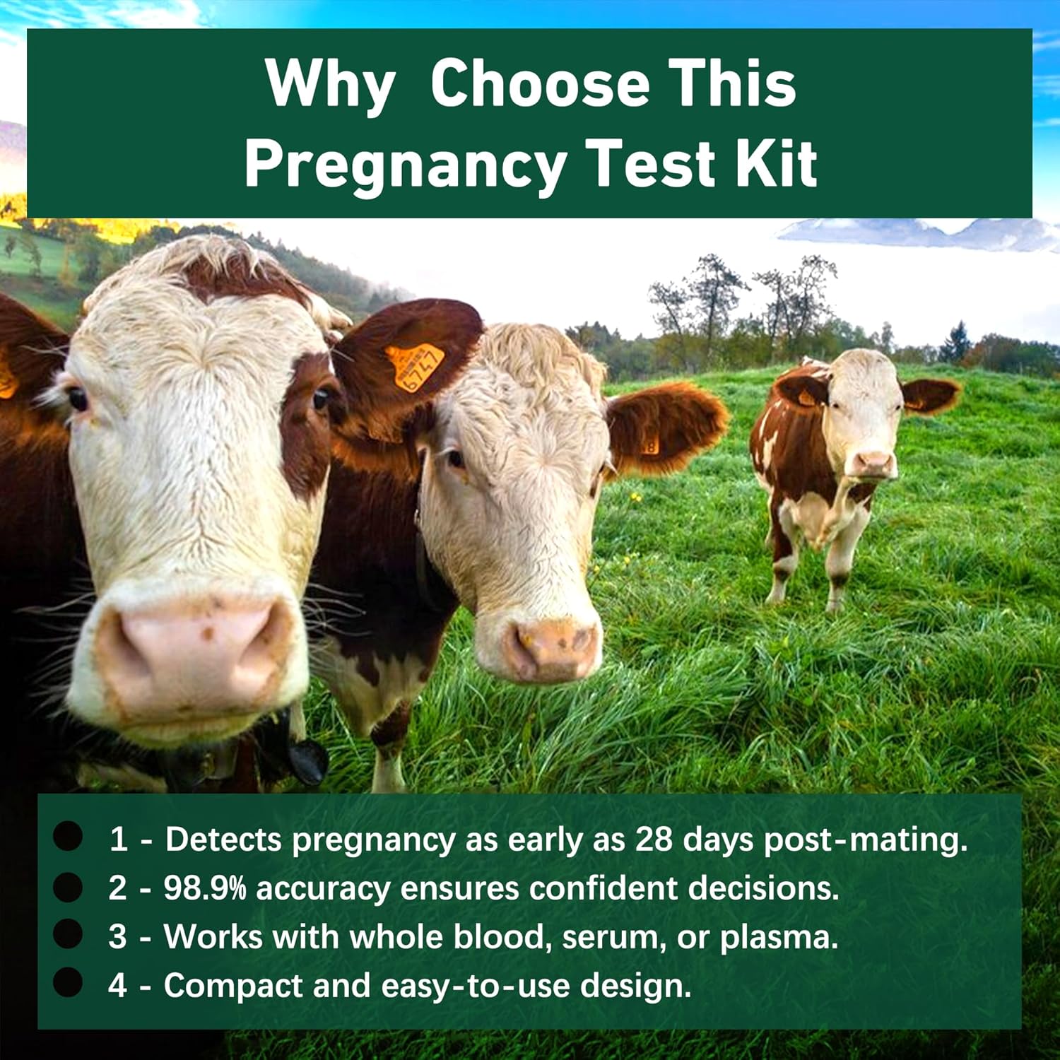 Bovine Pregnancy Test Kit - Includes 2 Tests, Rapid Results in 5-20 Minutes for Dairy & Beef Cows, Whole Blood, Serum & Plasma-Based Tests - Image 6
