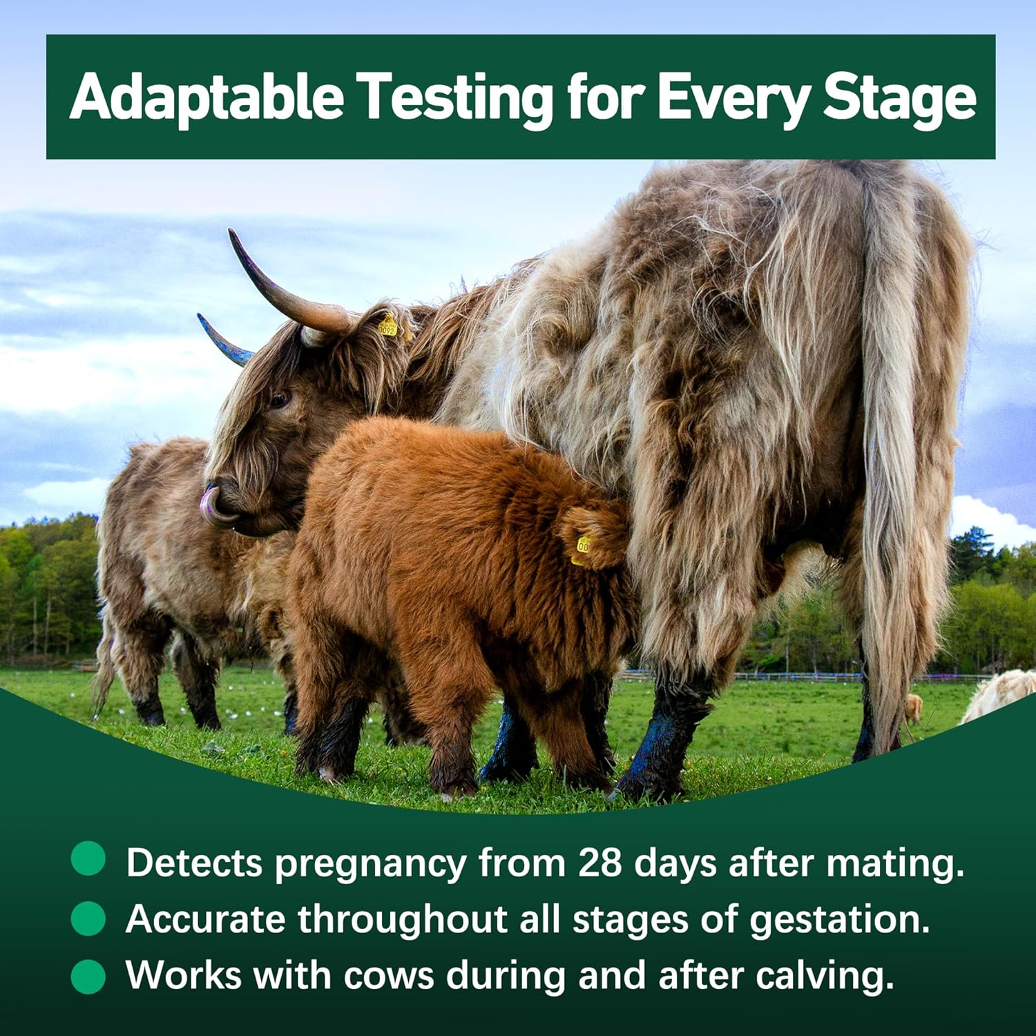 Bovine Pregnancy Test Kit - Includes 2 Tests, Rapid Results in 5-20 Minutes for Dairy & Beef Cows, Whole Blood, Serum & Plasma-Based Tests - Image 8